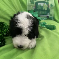 Batman-Reduced, a male Old English Sheepdog and Poodle - Standard  for sale in Sterling Heights, MI – Photo 7 of 10