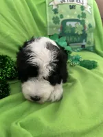 Batman, a male Old English Sheepdog and Sheepadoodle for sale in Sterling Heights, MI – Photo 2 of 8