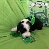 Batman-Reduced, a male Old English Sheepdog and Poodle - Standard  for sale in Sterling Heights, MI – Photo 8 of 10