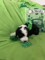 Batman, a male Old English Sheepdog and Sheepadoodle for sale in Sterling Heights, MI – Photo 6 of 8