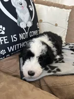 Batman-Reduced, a male Old English Sheepdog and Poodle - Standard  for sale in Sterling Heights, MI – Photo 2 of 10
