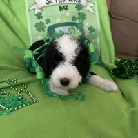 Batman-Reduced, a male Old English Sheepdog and Poodle - Standard  for sale in Sterling Heights, MI – Photo 6 of 10