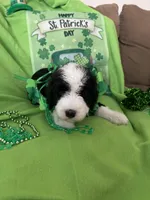 Batman, a male Old English Sheepdog and Sheepadoodle for sale in Sterling Heights, MI – Photo 5 of 8