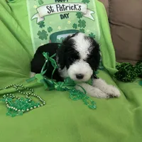 Batman-Reduced, a male Old English Sheepdog and Poodle - Standard  for sale in Sterling Heights, MI – Photo 4 of 10