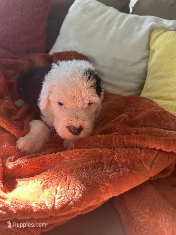 Purple – Old English Sheepdog puppy for sale in Sterling Heights, MI