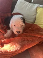 Purple, a male Old English Sheepdog for sale in Sterling Heights, MI – 1 of 7