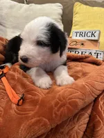 Orange, a female Old English Sheepdog for sale in Sterling Heights, MI – 6 of 8