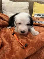 Orange, a female Old English Sheepdog for sale in Sterling Heights, MI – 8 of 8