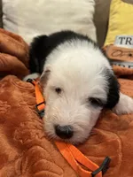 Orange, a female Old English Sheepdog for sale in Sterling Heights, MI – 5 of 8
