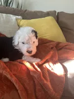 Purple, a male Old English Sheepdog for sale in Sterling Heights, MI – 2 of 7