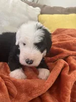 Navy, a male Old English Sheepdog for sale in Sterling Heights, MI – 2 of 8
