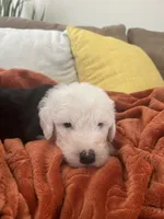 Turquoise , a male Old English Sheepdog for sale in Sterling Heights, MI – 3 of 5