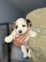 Elvis, a male Yorkshire Terrier and Biewer for sale in Excelsior Springs, MO – 6 of 6