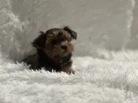 Morkiepoo, a female Yorkshire Terrier and Morkie for sale in Excelsior Springs, MO – 5 of 9