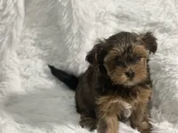 Morkiepoo, a female Yorkshire Terrier and Morkie for sale in Excelsior Springs, MO – 4 of 9