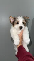 Mama Cass, a female Yorkshire Terrier and Biewer for sale in Excelsior Springs, MO – 5 of 9