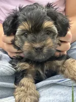 Morkiepoo, a male Yorkshire Terrier and Morkie for sale in Excelsior Springs, MO – 3 of 6