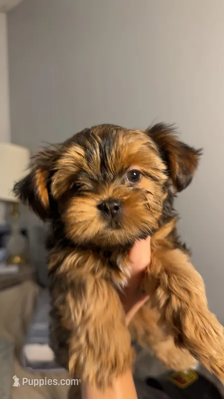 Evee – Yorkshire Terrier, Morkie puppy for sale in Excelsior Springs, MO