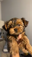 Evee, a female Yorkshire Terrier and Morkie for sale in Excelsior Springs, MO – 1 of 10