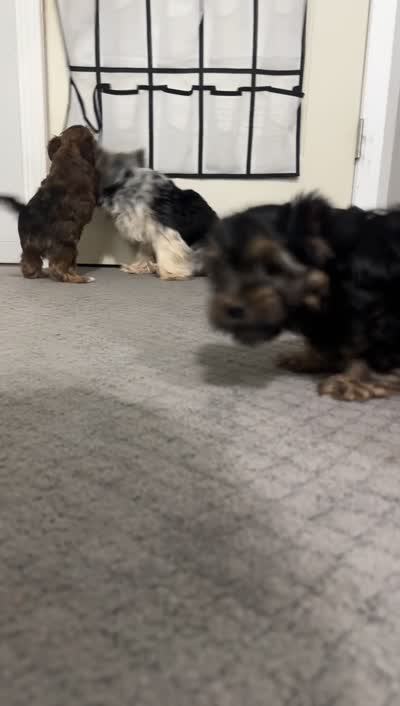 Pikachu, a male Yorkshire Terrier and Morkie for sale in Excelsior Springs, MO – 6 of 7