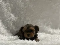 Morkiepoo, a female Yorkshire Terrier and Morkie for sale in Excelsior Springs, MO – 3 of 9