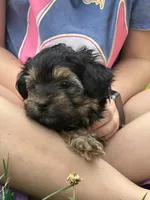 Morkiepoo, a male Yorkshire Terrier and Morkie for sale in Excelsior Springs, MO – 4 of 6