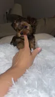 Morkiepoo, a female Yorkshire Terrier and Morkie for sale in Excelsior Springs, MO – 7 of 9