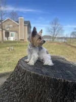 Bunnie, a female Yorkshire Terrier for sale in Excelsior Springs, MO – 9 of 10