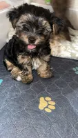 Morkiepoo, a male Yorkshire Terrier and Morkie for sale in Excelsior Springs, MO – 4 of 5