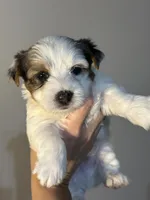 Elvis, a male Yorkshire Terrier and Biewer for sale in Excelsior Springs, MO – 2 of 6
