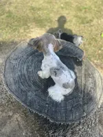 Bunnie, a female Yorkshire Terrier for sale in Excelsior Springs, MO – 7 of 10