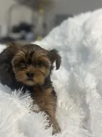 Evee, a female Yorkshire Terrier and Morkie for sale in Excelsior Springs, MO – 8 of 10