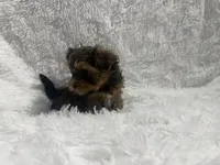 Morkiepoo, a male Yorkshire Terrier and Morkie for sale in Excelsior Springs, MO – 2 of 6
