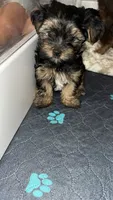 Morkiepoo, a male Yorkshire Terrier and Morkie for sale in Excelsior Springs, MO – 3 of 5