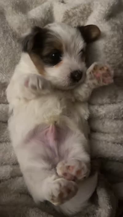 Elvis, a male Yorkshire Terrier and Biewer for sale in Excelsior Springs, MO – 5 of 6