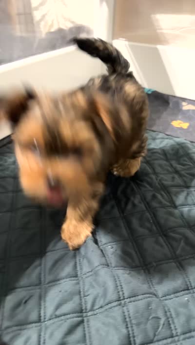 Evee, a female Yorkshire Terrier and Morkie for sale in Excelsior Springs, MO – 10 of 10