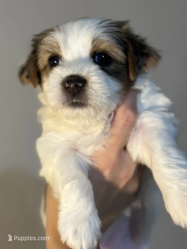 Mama Cass – Yorkshire Terrier, Biewer puppy for sale in Excelsior Springs, MO
