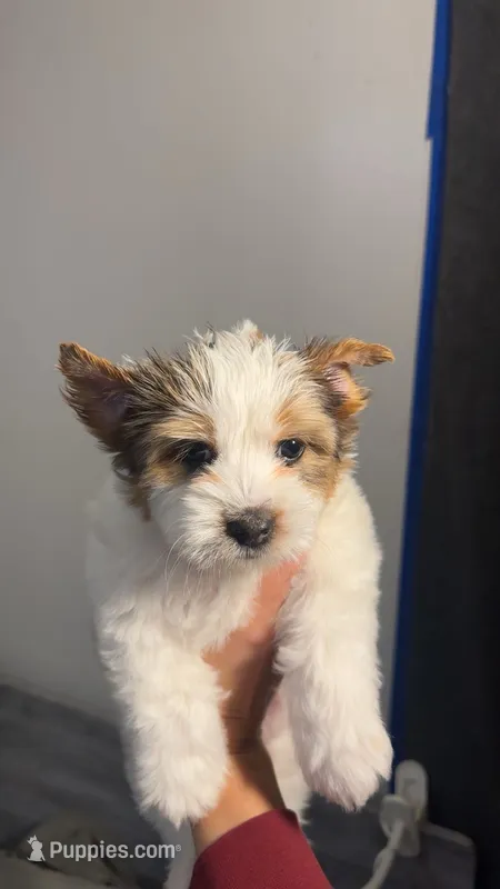 Mama Cass – Yorkshire Terrier, Biewer puppy for sale in Excelsior Springs, MO