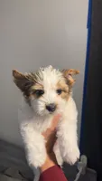 Mama Cass, a female Yorkshire Terrier and Biewer for sale in Excelsior Springs, MO – 1 of 9