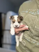 Dolly, a female Yorkshire Terrier and Biewer for sale in Excelsior Springs, MO – 3 of 10
