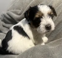 Cher, a female Yorkshire Terrier and Biewer for sale in Excelsior Springs, MO – 3 of 9