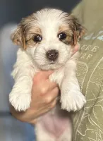 Mama Cass, a female Yorkshire Terrier and Biewer for sale in Excelsior Springs, MO – 5 of 6