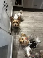 Bunnie, a female Yorkshire Terrier for sale in Excelsior Springs, MO – 3 of 10
