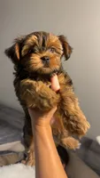 Evee, a female Yorkshire Terrier and Morkie for sale in Excelsior Springs, MO – 7 of 10