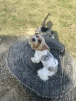 Bunnie, a female Yorkshire Terrier for sale in Excelsior Springs, MO – 2 of 10