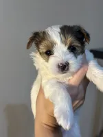 Dolly, a female Yorkshire Terrier and Biewer for sale in Excelsior Springs, MO – 2 of 10