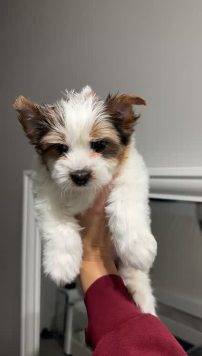 Mama Cass, a female Yorkshire Terrier and Biewer for sale in Excelsior Springs, MO – 8 of 9