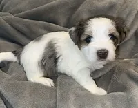 Mama Cass, a female Yorkshire Terrier and Biewer for sale in Excelsior Springs, MO – 2 of 6