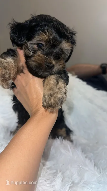 Morkiepoo – Yorkshire Terrier, Morkie puppy for sale in Excelsior Springs, MO
