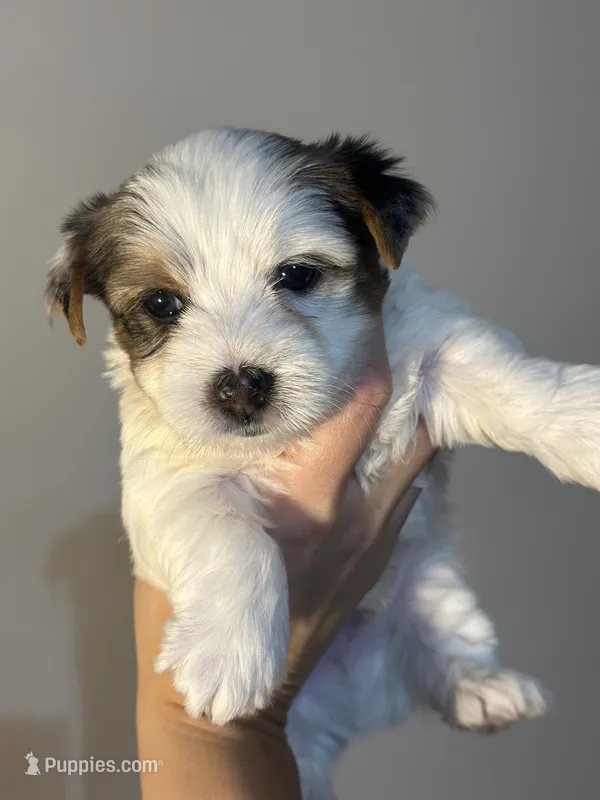 Elvis – Yorkshire Terrier, Biewer puppy for sale in Excelsior Springs, MO